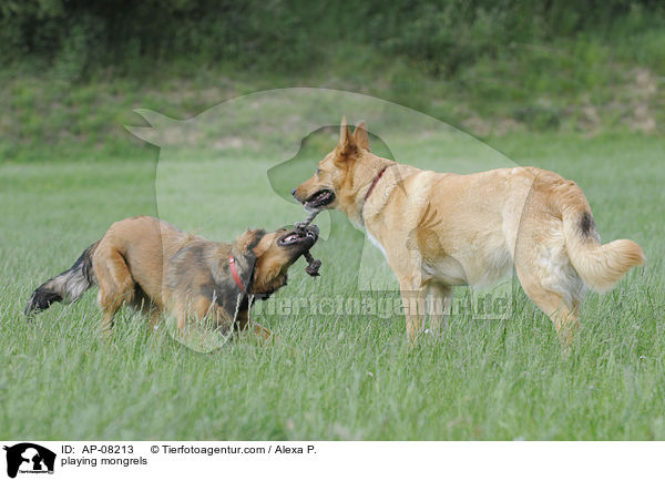 spielende Mischlinge / playing mongrels / AP-08213