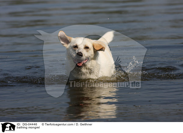 bathing mongrel / DG-04446