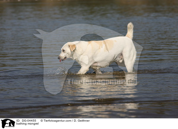 bathing mongrel / DG-04455