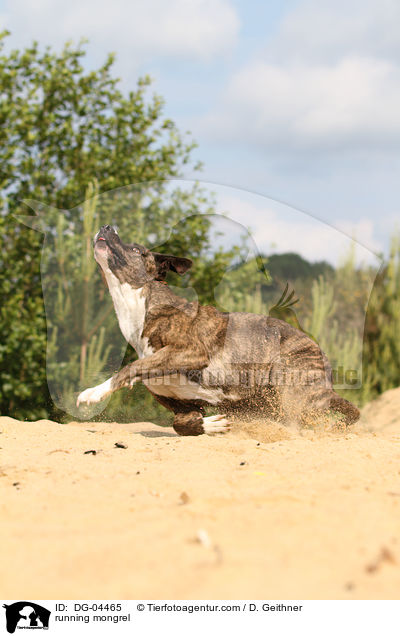 rennender Mischling / running mongrel / DG-04465