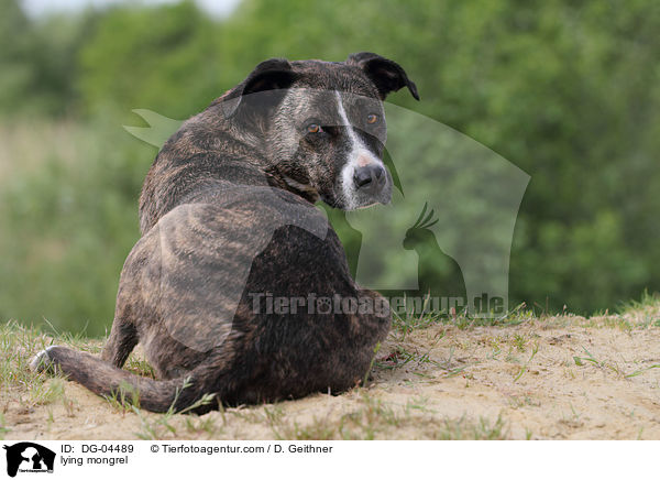 liegender Mischling / lying mongrel / DG-04489