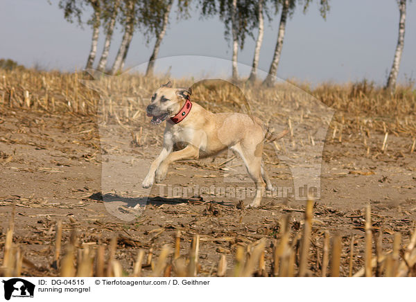 rennender Mischling / running mongrel / DG-04515
