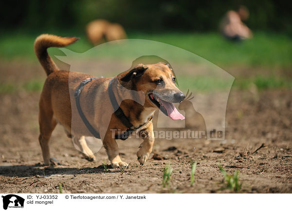old mongrel / YJ-03352