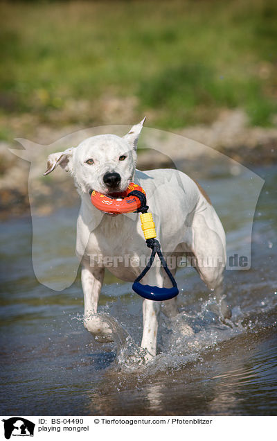 spielender Dogo-Argentino-Mix / playing mongrel / BS-04490