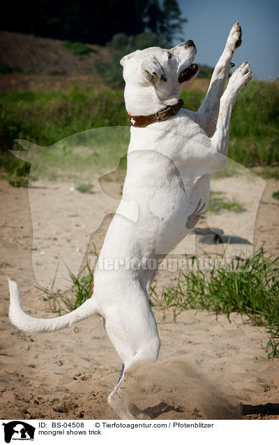 Dogo-Argentino-Mix macht Mnnchen / mongrel shows trick / BS-04508