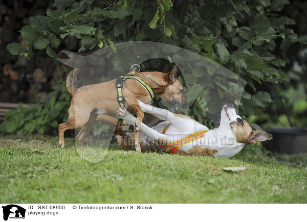spielende Hunde / playing dogs / SST-08950
