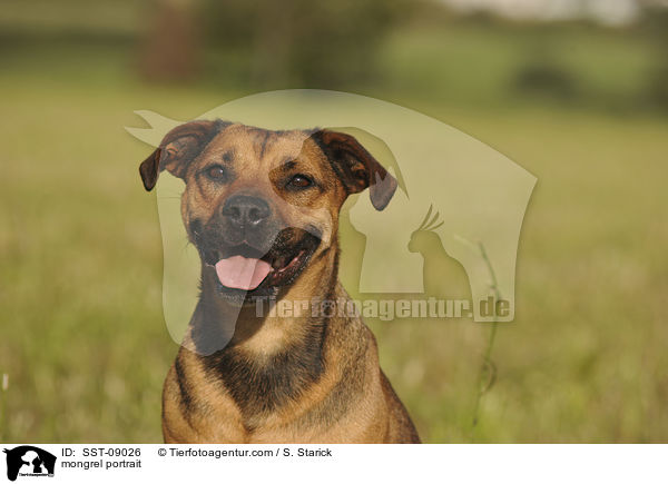 Bulldoggen-Mix Portrait / mongrel portrait / SST-09026