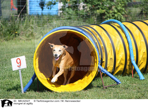 Mischling beim Agility / mongrel at agility / MH-02027