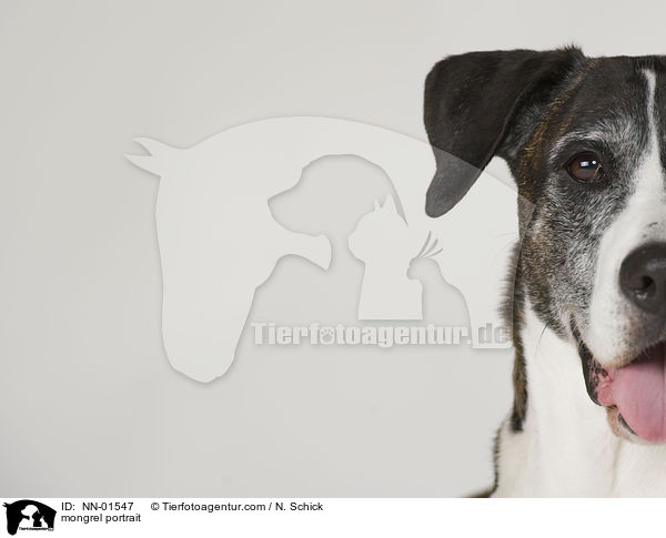 mongrel portrait / NN-01547