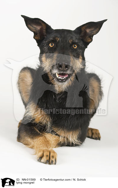 liegender Mischling / lying mongrel / NN-01589