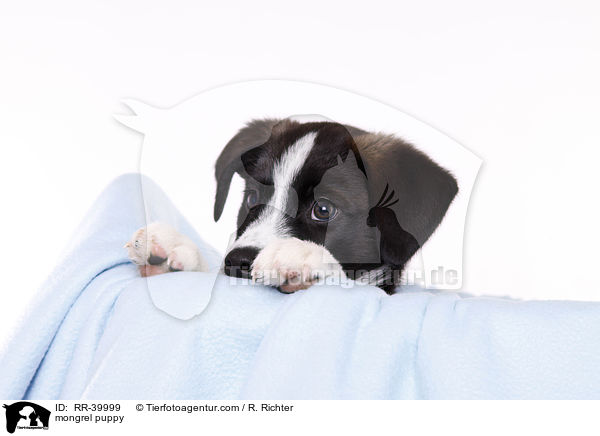 Mischling Welpe / mongrel puppy / RR-39999