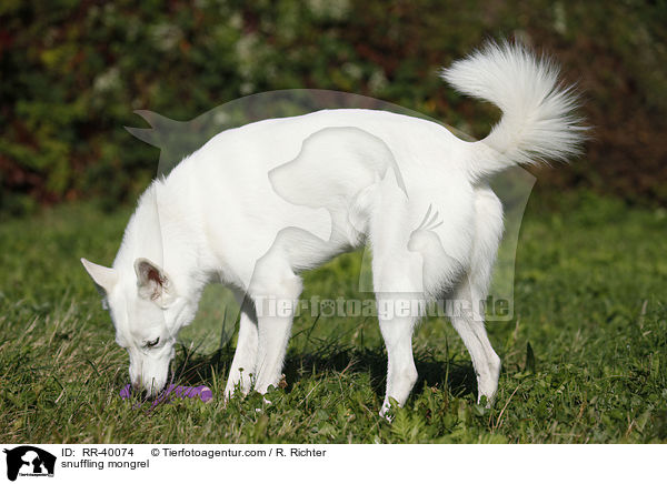 schnuppernder Mischling / snuffling mongrel / RR-40074