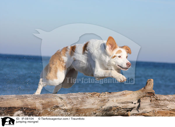 springender Border-Collie-Mix / jumping mongrel / IF-08104