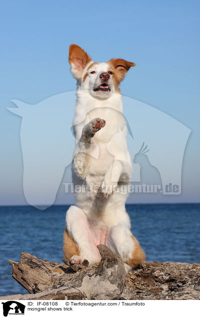 Border-Collie-Mix macht Mnnchen / mongrel shows trick / IF-08108