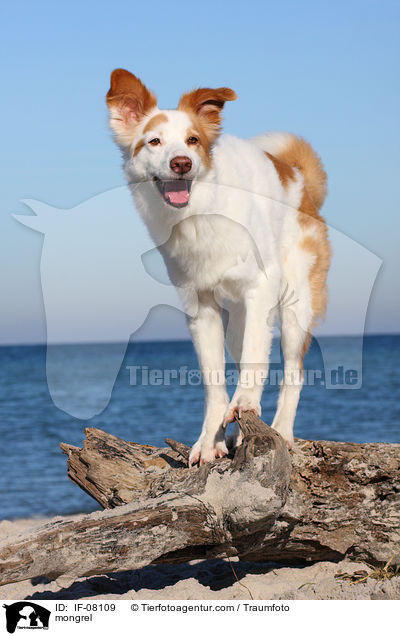 Border-Collie-Mix / mongrel / IF-08109