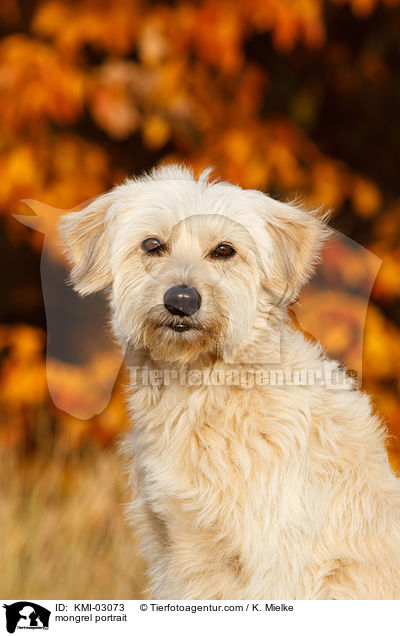Mischling Portrait / mongrel portrait / KMI-03073