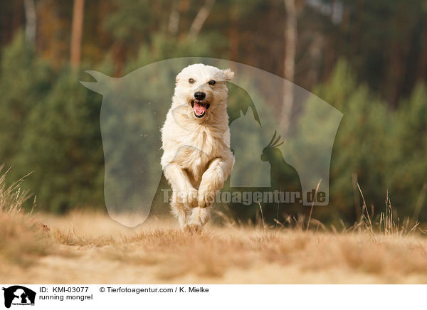 rennender Mischling / running mongrel / KMI-03077