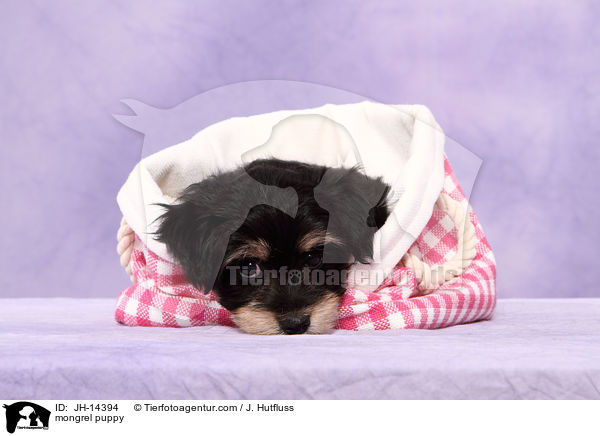 Yorkshire-Malteser-Mix Welpe / mongrel puppy / JH-14394