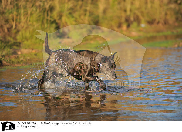 laufender Staffordshire-Mix / walking mongrel / YJ-03479