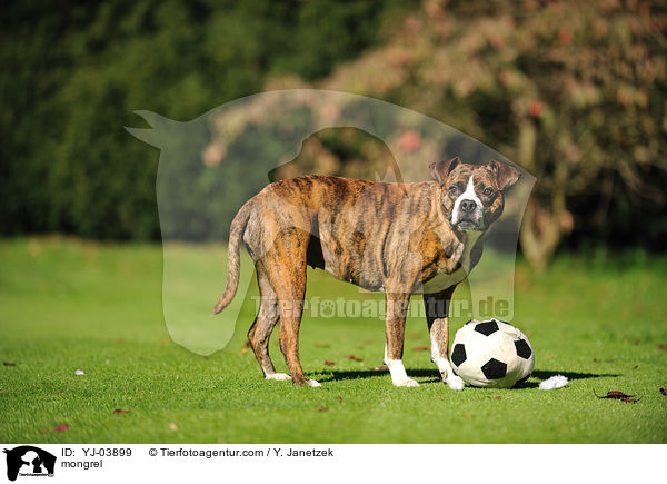 Boxer-Mix / mongrel / YJ-03899