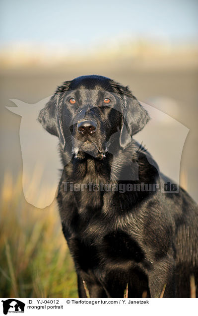Labrador-Mix Portrait / mongrel portrait / YJ-04012