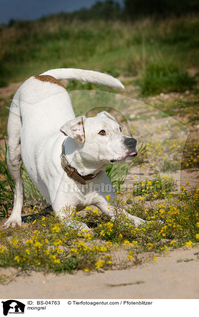 Dogo-Argentino-Mix / mongrel / BS-04763