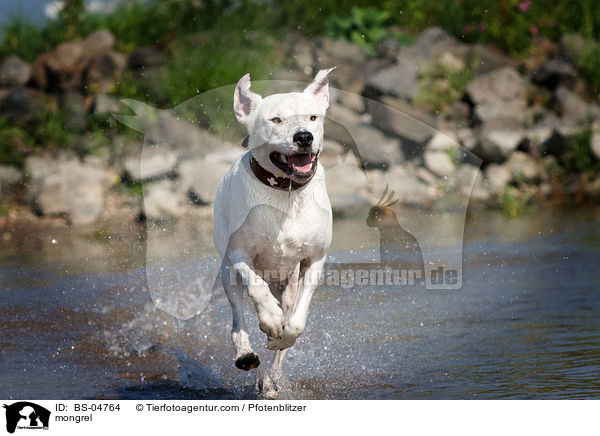 Dogo-Argentino-Mix / mongrel / BS-04764