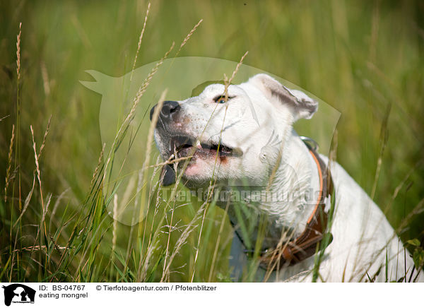 fressender Dogo-Argentino-Mix / eating mongrel / BS-04767