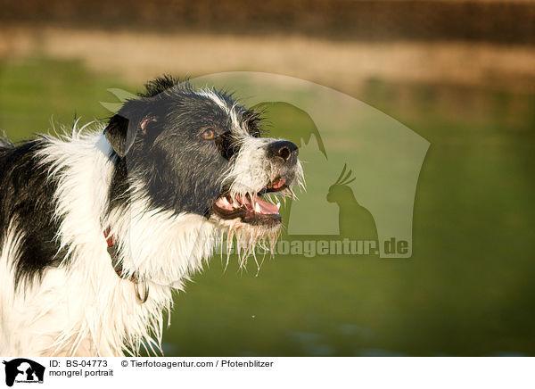 Mischling Portrait / mongrel portrait / BS-04773