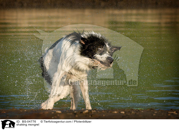 Mischling schttelt sich / shaking mongrel / BS-04776