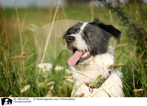 Mischling Portrait / mongrel portrait / BS-04781
