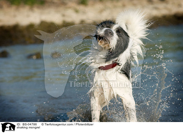 Mischling schttelt sich / shaking mongrel / BS-04786