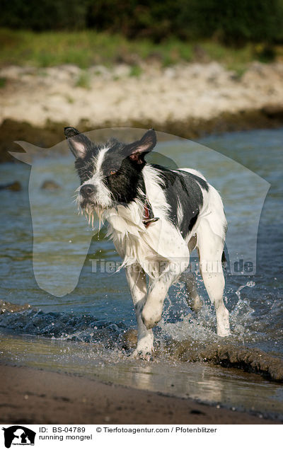 rennender Mischling / running mongrel / BS-04789
