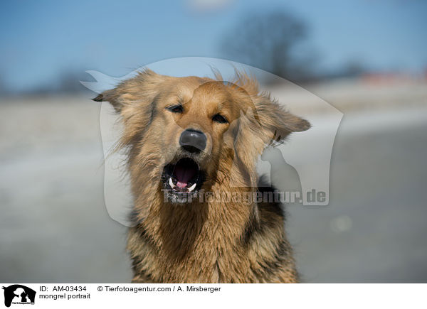 Mischling Portrait / mongrel portrait / AM-03434