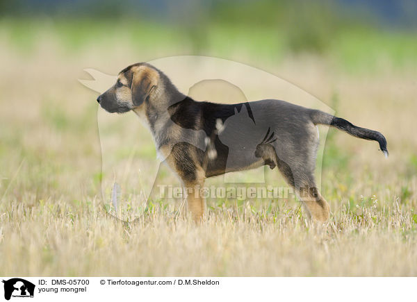 junger Mischling / young mongrel / DMS-05700