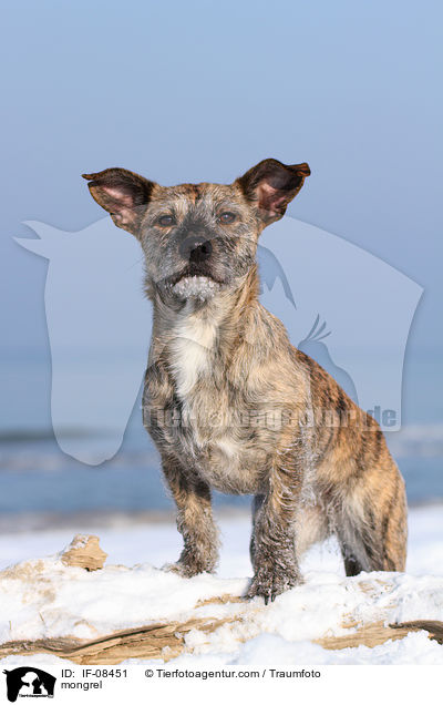 Terrier-Mix / mongrel / IF-08451