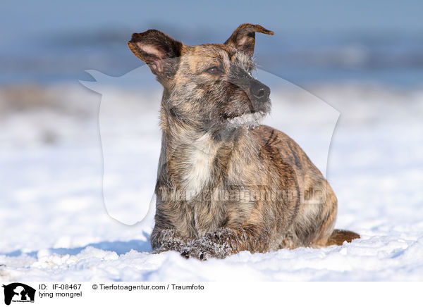 liegender Terrier-Mix / lying mongrel / IF-08467