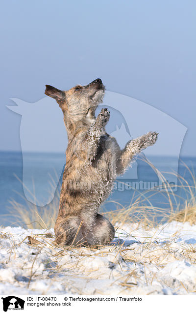 Terrier-Mix macht M�nnchen / mongrel shows trick / IF-08470