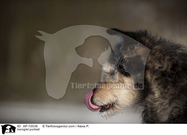 Mischling Portrait / mongrel portrait / AP-10038