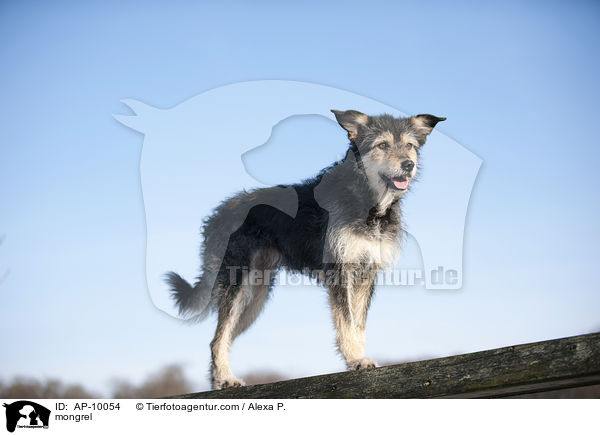 Mischling / mongrel / AP-10054