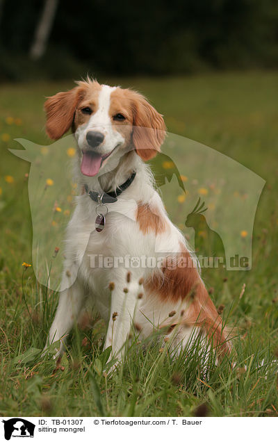 sitzender Mischling / sitting mongrel / TB-01307