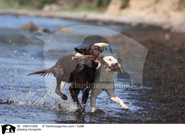 spielende Mischlinge / playing mongrels / VM-01099