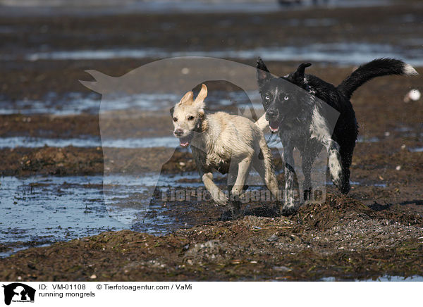 rennende Mischlinge / running mongrels / VM-01108