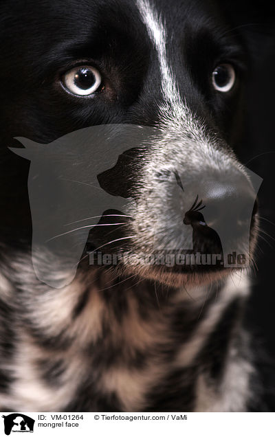 mongrel face / VM-01264