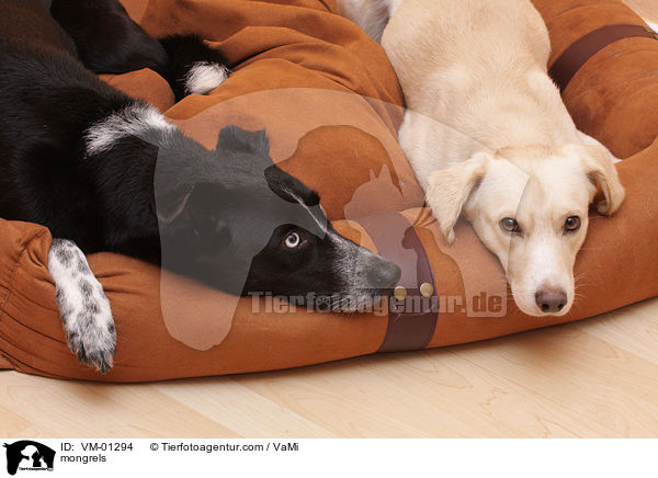 Mischlinge / mongrels / VM-01294