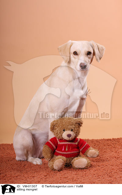 sitzender Mischling / sitting mongrel / VM-01307