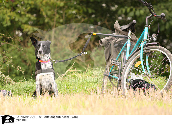 Mischling am Fahrrad / mongrel / VM-01394