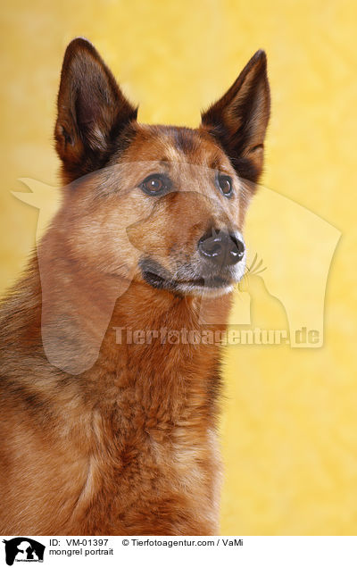 Schferhund-Mix Portrait / mongrel portrait / VM-01397