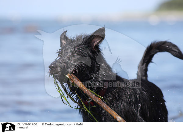 Mischling / mongrel / VM-01406