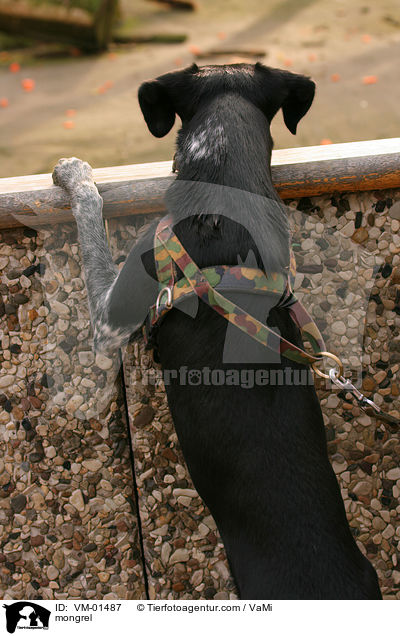 Mischling / mongrel / VM-01487
